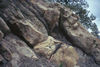 Innerbedded coal and volcanic siltstones, White Lake Basin, B.C..