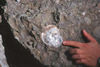 Fossil bivalve in Sooke Formation conglomerate, B.C..