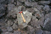 Fossil bivalve in Sooke Formation conglomerate, B.C..