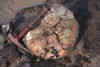 Ammonite in Cretaceous shale in South Dakota.