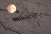 Fossil pine cone, White Lake Formation, B.C..