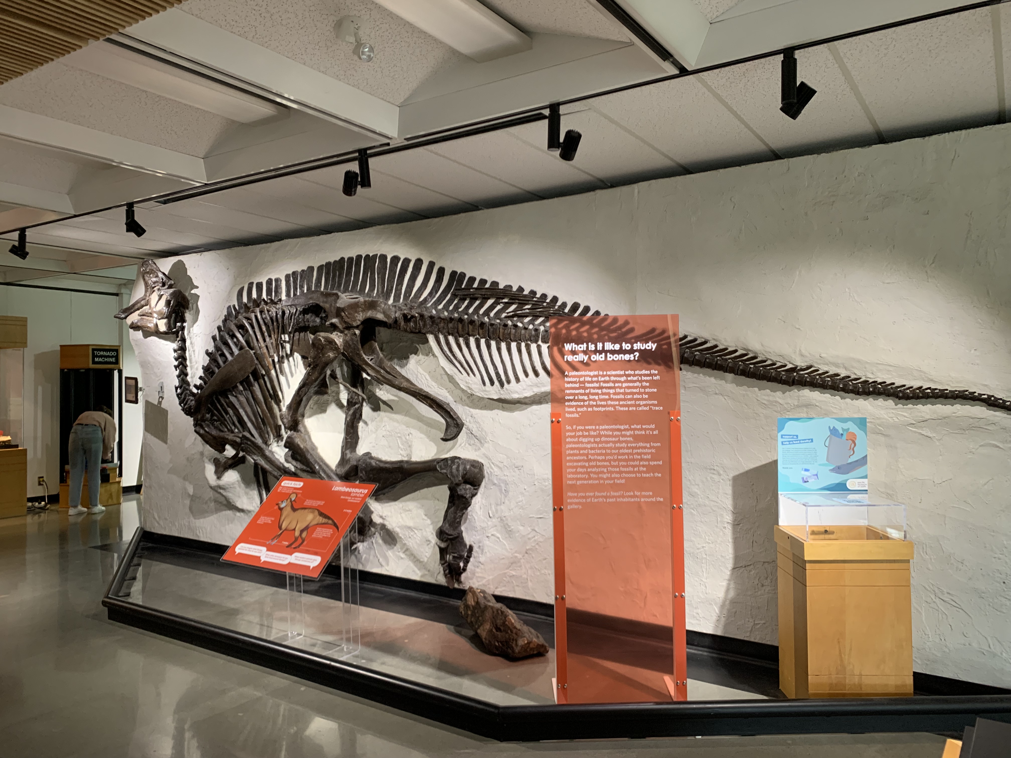 A photo of the lambeosaurus skeleton in the Pacific Museum of Earth's main gallery. The skeleton is mounted on the wall and has a red interpretive text sign in front of it.