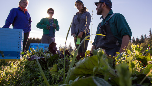 Harvesting (CSFS at UBC Farm; Photos by Jamil Rhajiak)